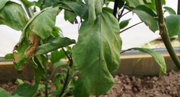 Vadnutí lilku - příčiny, metody boje, prevence